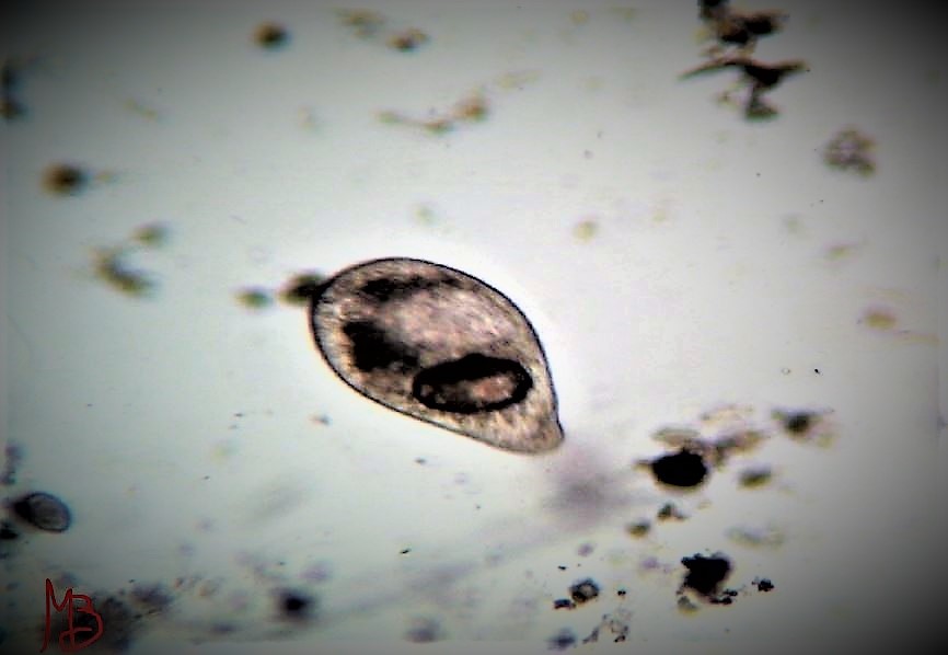 Paramecium caudato 